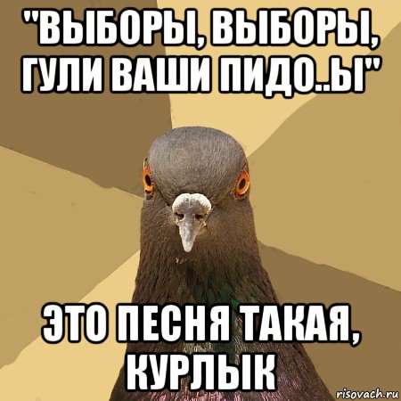 "выборы, выборы, гули ваши пидо..ы" это песня такая, курлык, Мем голубь