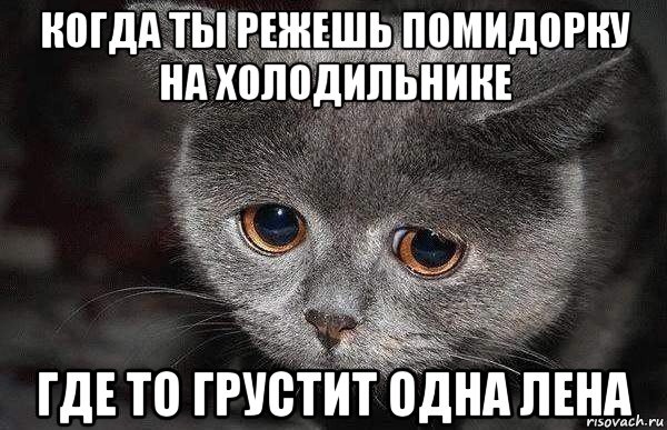 когда ты режешь помидорку на холодильнике где то грустит одна лена, Мем  Грустный кот