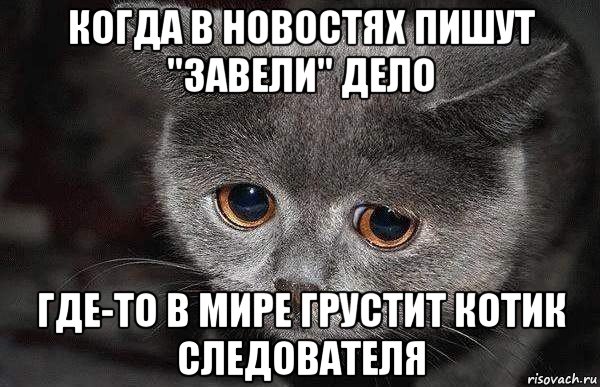 когда в новостях пишут "завели" дело где-то в мире грустит котик следователя, Мем  Грустный кот