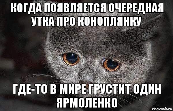 когда появляется очередная утка про коноплянку где-то в мире грустит один ярмоленко, Мем  Грустный кот