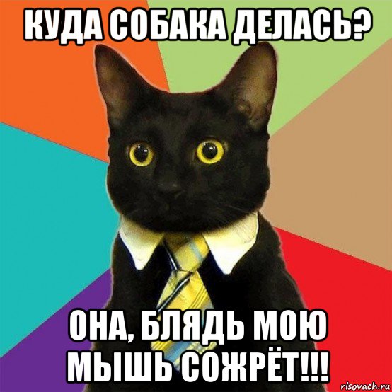 куда собака делась? она, блядь мою мышь сожрёт!!!, Мем  Кошечка