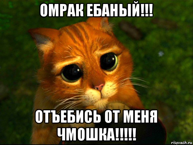 омрак ебаный!!! отъебись от меня чмошка!!!!!, Мем кот из шрека