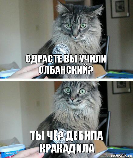 сдрасте вы учили олбанский? ты чё? дебила кракадила, Комикс  кот с микрофоном