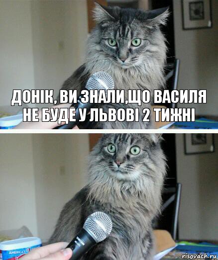 Донік, ви знали,що Василя не буде у Львові 2 тижні , Комикс  кот с микрофоном