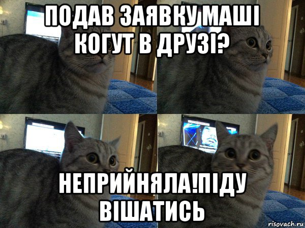 подав заявку маші когут в друзі? неприйняла!піду вішатись, Мем  Кот в шоке