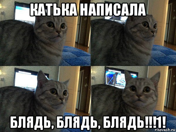 катька написала блядь, блядь, блядь!!!1!, Мем  Кот в шоке