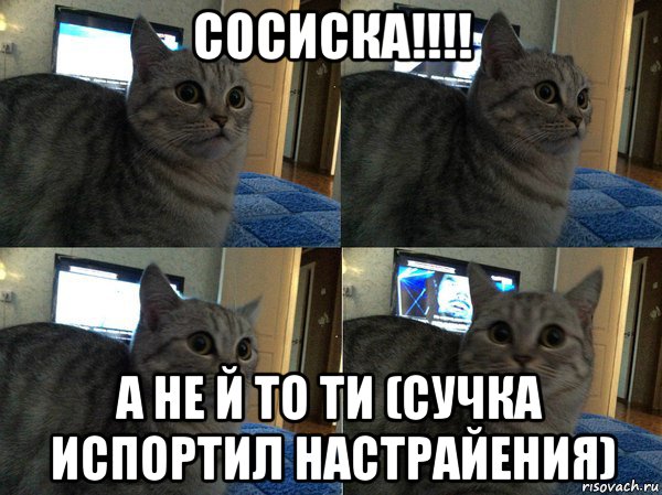 сосиска!!!! а не й то ти (сучка испортил настрайения), Мем  Кот в шоке