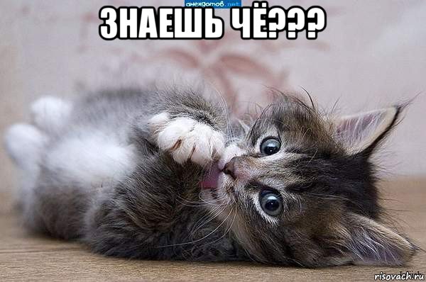 знаешь чё??? , Мем  котенок