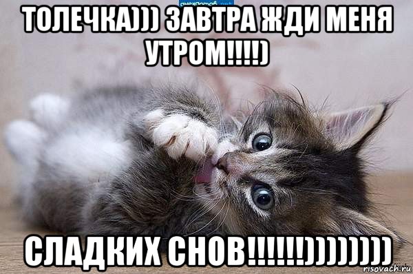 толечка))) завтра жди меня утром!!!!) сладких снов!!!!!!)))))))), Мем  котенок