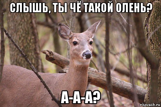 слышь, ты чё такой олень? а-а-а?