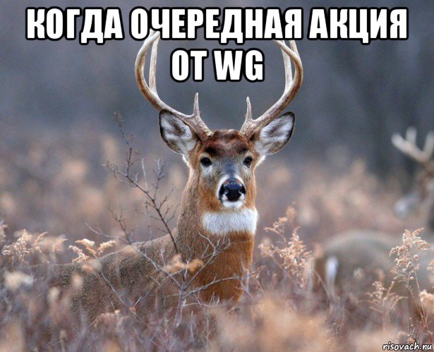 когда очередная акция от wg , Мем   Наивный олень