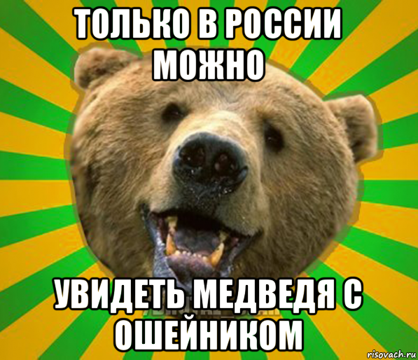 только в россии можно увидеть медведя с ошейником, Мем Нелепый медведь