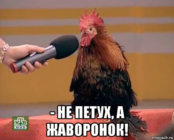  - не петух, а жаворонок!