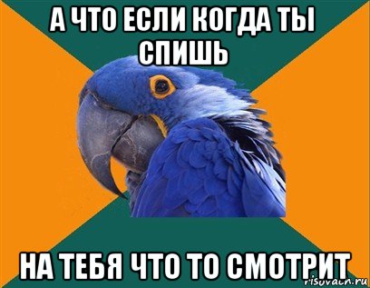 а что если когда ты спишь на тебя что то смотрит, Мем Попугай параноик