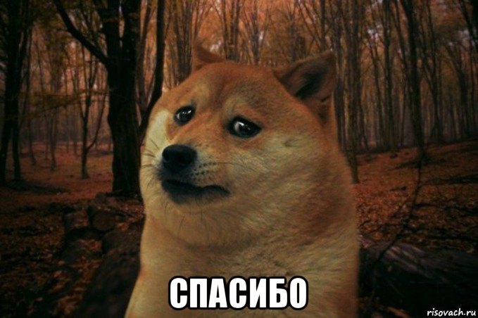  спасибо, Мем SAD DOGE