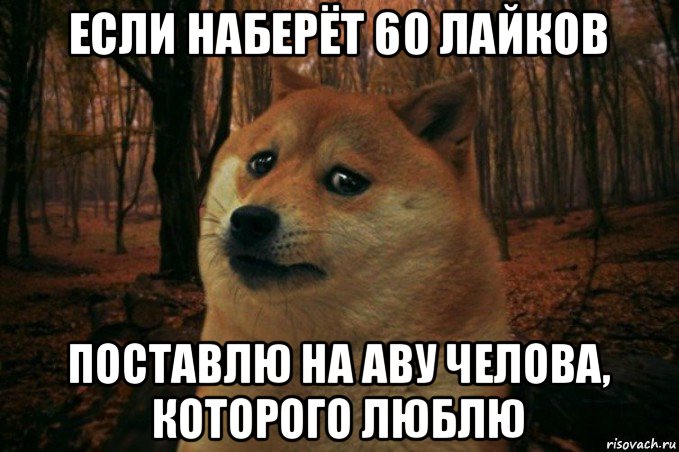 если наберёт 60 лайков поставлю на аву челова, которого люблю, Мем SAD DOGE