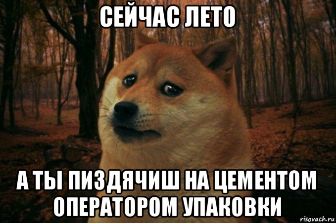 сейчас лето а ты пиздячиш на цементом оператором упаковки, Мем SAD DOGE