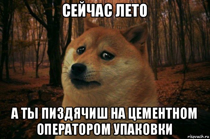 сейчас лето а ты пиздячиш на цементном оператором упаковки, Мем SAD DOGE