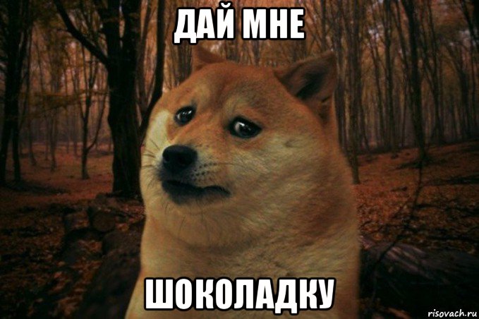 дай мне шоколадку, Мем SAD DOGE