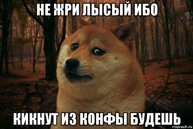 не жри лысый ибо кикнут из конфы будешь, Мем SAD DOGE