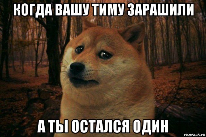 когда вашу тиму зарашили а ты остался один, Мем SAD DOGE