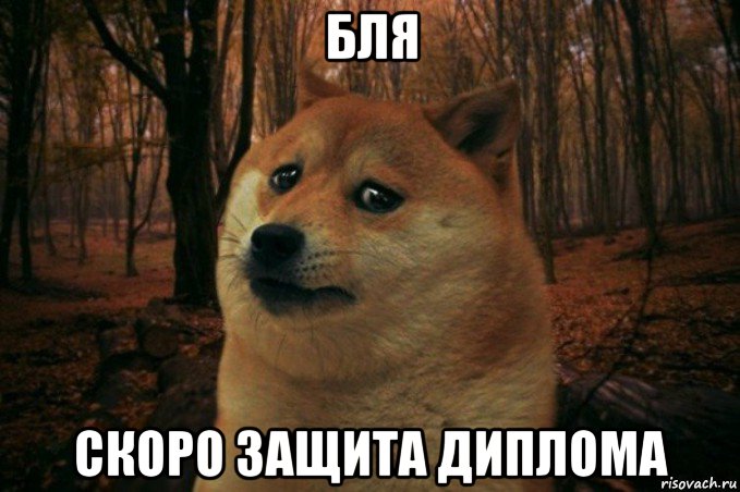 бля скоро защита диплома, Мем SAD DOGE