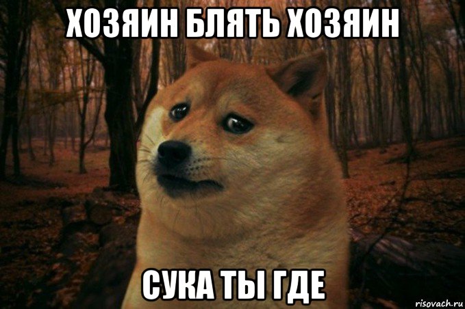 хозяин блять хозяин сука ты где, Мем SAD DOGE