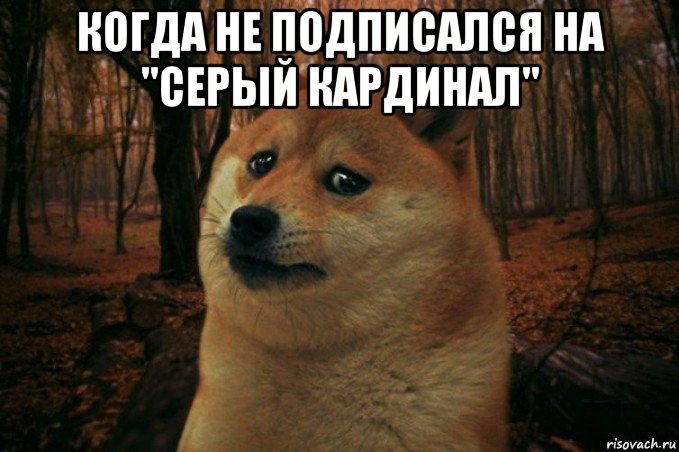 когда не подписался на "серый кардинал" , Мем SAD DOGE