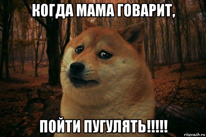 когда мама говарит, пойти пугулять!!!!!, Мем SAD DOGE