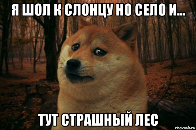 я шол к слонцу но село и... тут страшный лес, Мем SAD DOGE