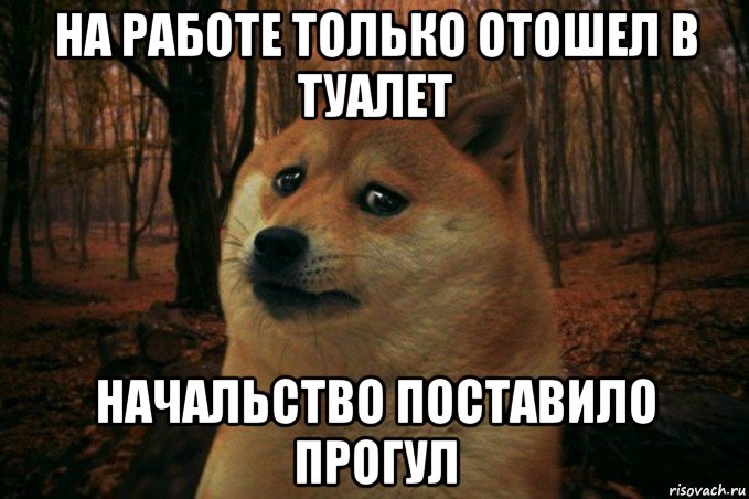 на работе только отошел в туалет начальство поставило прогул, Мем SAD DOGE