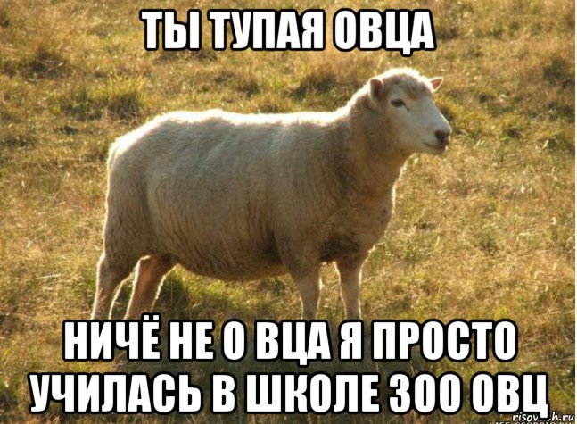 ты тупая овца ничё не о вца я просто училась в школе зоо овц, Мем Типичная овца