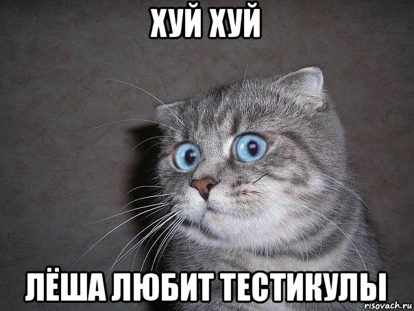 хуй хуй лёша любит тестикулы, Мем  удивлённый кот