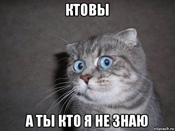 ктовы а ты кто я не знаю, Мем  удивлённый кот