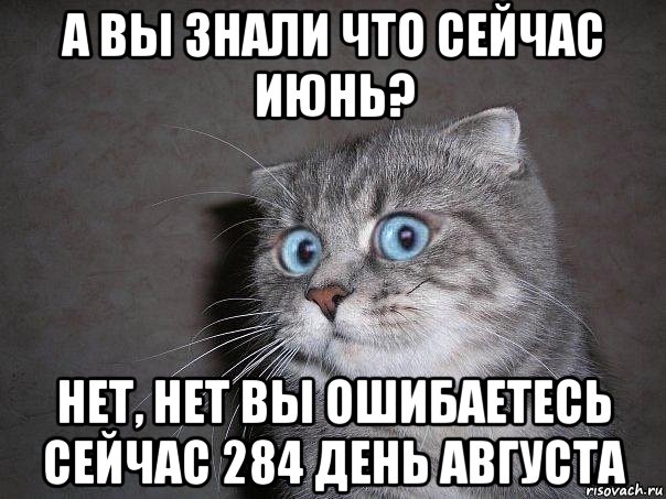 а вы знали что сейчас июнь? нет, нет вы ошибаетесь сейчас 284 день августа, Мем  удивлённый кот