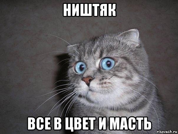 ништяк все в цвет и масть, Мем  удивлённый кот