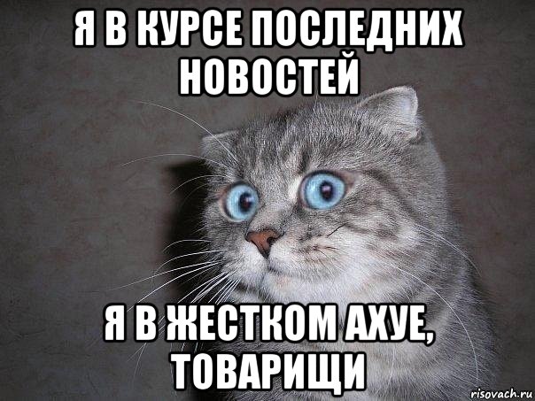 я в курсе последних новостей я в жестком ахуе, товарищи, Мем  удивлённый кот