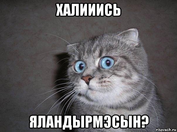 халииись яландырмэсын?, Мем  удивлённый кот