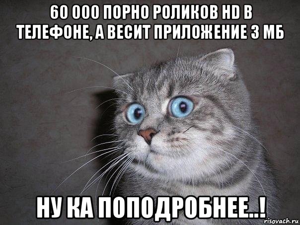 60 000 порно роликов hd в телефоне, а весит приложение 3 мб ну ка поподробнее..!, Мем  удивлённый кот