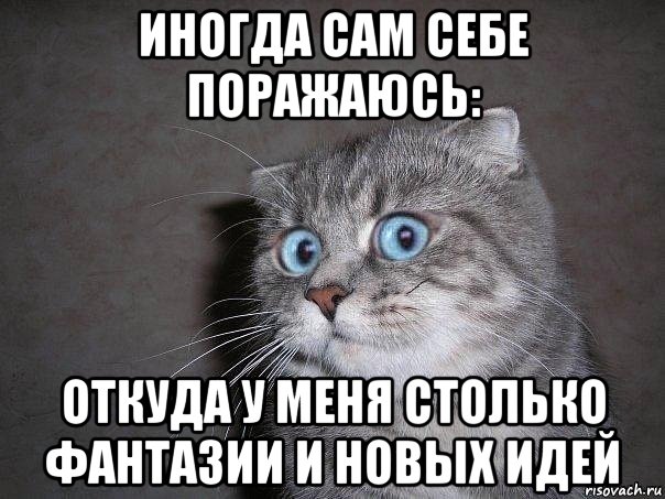 иногда сам себе поражаюсь: откуда у меня столько фантазии и новых идей, Мем  удивлённый кот