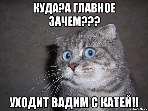 куда?а главное зачем??? уходит вадим с катей!!, Мем  удивлённый кот