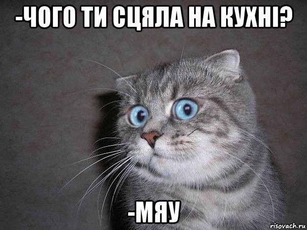 -чого ти сцяла на кухні? -мяу, Мем  удивлённый кот