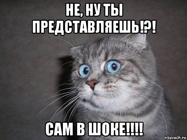 не, ну ты представляешь!?! сам в шоке!!!!, Мем  удивлённый кот