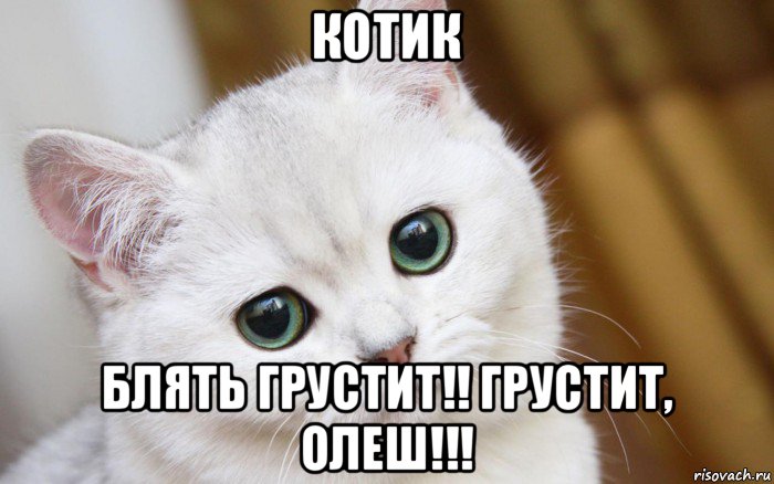 котик блять грустит!! грустит, олеш!!!, Мем  В мире грустит один котик