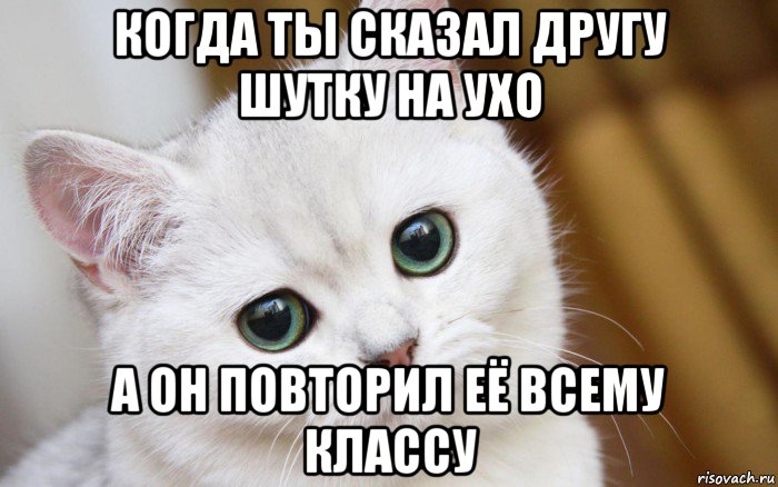 когда ты сказал другу шутку на ухо а он повторил её всему классу, Мем  В мире грустит один котик