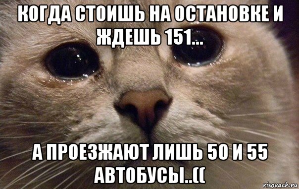 когда стоишь на остановке и ждешь 151... а проезжают лишь 50 и 55 автобусы..((, Мем   В мире грустит один котик