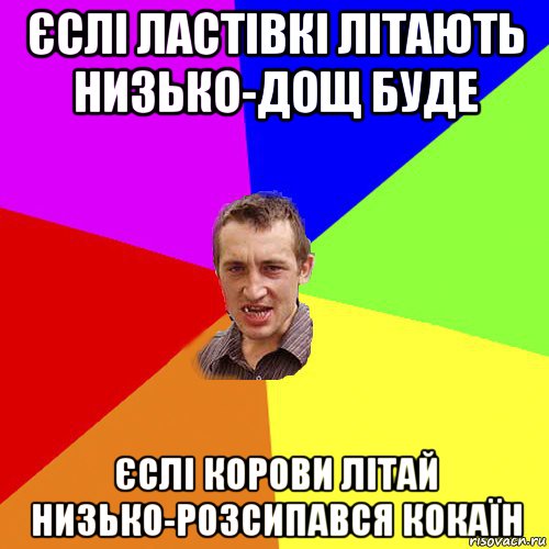 єслі ластівкі літають низько-дощ буде єслі корови літай низько-розсипався кокаїн, Мем Чоткий паца