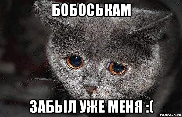 бобоськам забыл уже меня :(, Мем  Грустный кот