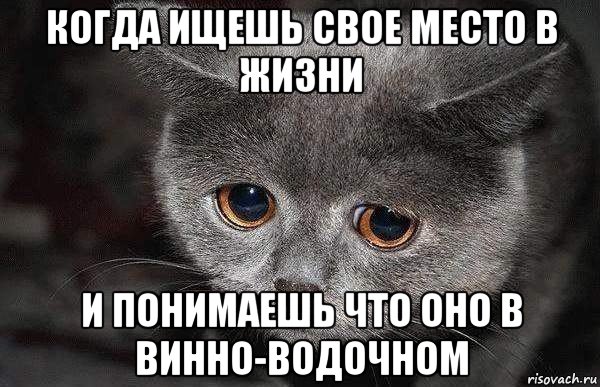 когда ищешь свое место в жизни и понимаешь что оно в винно-водочном, Мем  Грустный кот