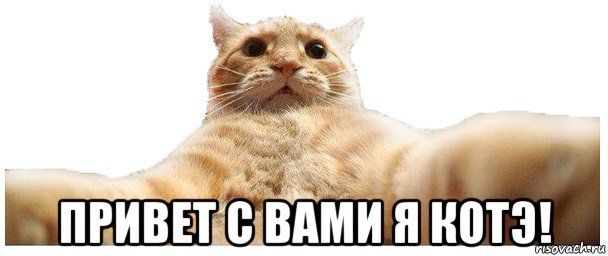  привет с вами я котэ!, Мем   Кэтсвилл